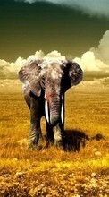 Elephants, Animals for Sony Xperia M