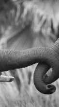 Elephants,Animals for Sony Xperia E