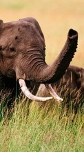 New 240x400 mobile wallpapers Animals, Elephants free download.