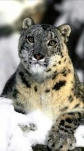 New mobile wallpapers - free download. Snow, Snow leopard, Animals picture and image for mobile phones.