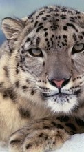 New mobile wallpapers - free download. Snow, Snow leopard, Animals picture and image for mobile phones.