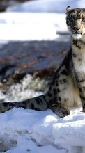 New mobile wallpapers - free download. Snow, Snow leopard, Animals, Winter picture and image for mobile phones.