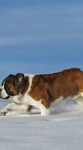 New mobile wallpapers - free download. Animals, Dogs, Snow picture and image for mobile phones.