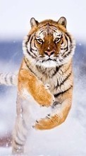 Snow, Tigers, Animals for Apple iPad Air