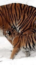 New mobile wallpapers - free download. Snow, Tigers, Animals picture and image for mobile phones.