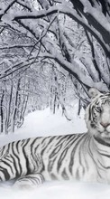 New 1024x768 mobile wallpapers Snow, Tigers, Animals, Winter free download.