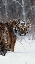 New mobile wallpapers - free download. Snow, Tigers, Animals, Winter picture and image for mobile phones.