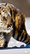 New 240x320 mobile wallpapers Animals, Winter, Tigers, Snow free download.