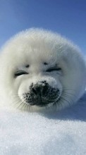 New mobile wallpapers - free download. Snow, Seals, Animals picture and image for mobile phones.