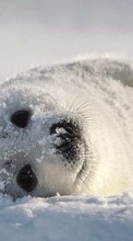 New mobile wallpapers - free download. Animals, Snow, Seals picture and image for mobile phones.