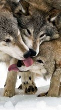 New mobile wallpapers - free download. Snow, Wolfs, Animals picture and image for mobile phones.