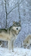 New 320x480 mobile wallpapers Animals, Wolfs, Winter, Snow free download.