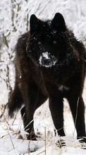 New mobile wallpapers - free download. Snow, Wolfs, Animals, Winter picture and image for mobile phones.