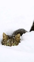 New mobile wallpapers - free download. Snow,Animals,Winter picture and image for mobile phones.