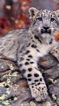 New 800x480 mobile wallpapers Animals, Snow leopard free download.