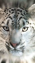 New mobile wallpapers - free download. Animals, Snow leopard picture and image for mobile phones.
