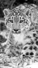 New 1080x1920 mobile wallpapers Animals, Snow leopard free download.