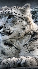 New mobile wallpapers - free download. Snow leopard, Animals picture and image for mobile phones.