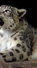 Snow leopard, Animals for Sony Xperia C5 Ultra