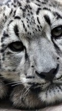 Snow leopard, Animals for HTC Desire S