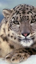 New mobile wallpapers - free download. Snow leopard,Animals picture and image for mobile phones.