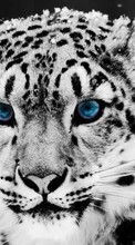 New mobile wallpapers - free download. Snow leopard,Animals picture and image for mobile phones.