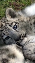 New 1024x600 mobile wallpapers Animals, Snow leopard free download.