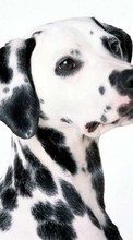New mobile wallpapers - free download. Dogs, Animals picture and image for mobile phones.