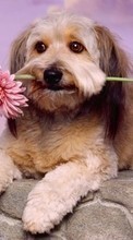 New mobile wallpapers - free download. Dogs, Animals picture and image for mobile phones.