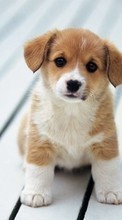 New mobile wallpapers - free download. Dogs,Animals picture and image for mobile phones.