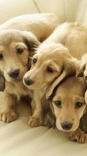 Dogs,Animals for Motorola Flipside