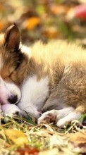 New mobile wallpapers - free download. Animals, Dogs picture and image for mobile phones.