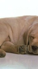 Dogs,Animals for Sony Ericsson Xperia X10 mini