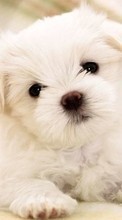 New mobile wallpapers - free download. Dogs,Animals picture and image for mobile phones.