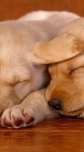 New mobile wallpapers - free download. Animals, Dogs picture and image for mobile phones.
