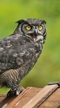 New mobile wallpapers - free download. Owl,Animals picture and image for mobile phones.