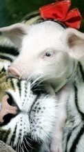 New mobile wallpapers - free download. Pigs,Tigers,Animals picture and image for mobile phones.