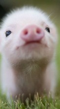 New mobile wallpapers - free download. Pigs, Animals picture and image for mobile phones.