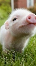 New mobile wallpapers - free download. Pigs, Animals picture and image for mobile phones.