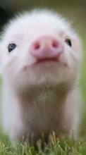 New mobile wallpapers - free download. Pigs,Animals picture and image for mobile phones.