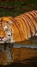 New mobile wallpapers - free download. Animals, Water, Tigers picture and image for mobile phones.