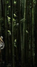New 800x480 mobile wallpapers Animals, Tigers free download.