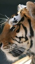 Animals, Tigers for BlackBerry Passport