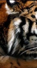 Animals, Tigers for Asus ZenPad 7.0 Z370C