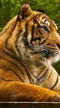 New 1024x768 mobile wallpapers Animals, Tigers free download.