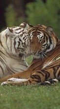 New mobile wallpapers - free download. Animals, Tigers picture and image for mobile phones.