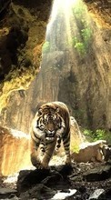 Tigers, Animals for LG Optimus Black