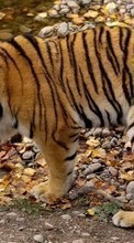 Tigers, Animals for Xiaomi Redmi Note 2