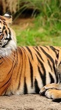 Tigers,Animals for Nokia C5