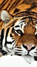 Tigers,Animals for LG L90 D405